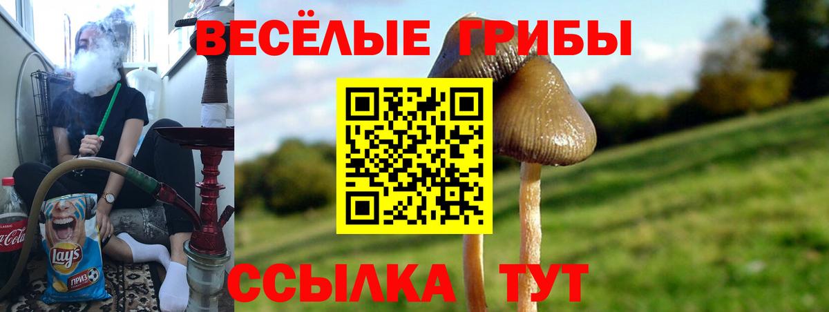 Галлюциногенные грибы Psilocybine cubensis Краснодар